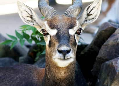 動物図鑑・ブラックバック